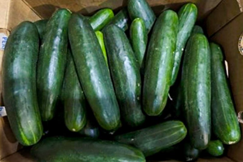 FDA declares cucumber-linked Salmonella outbreak over after 155 hospitalized