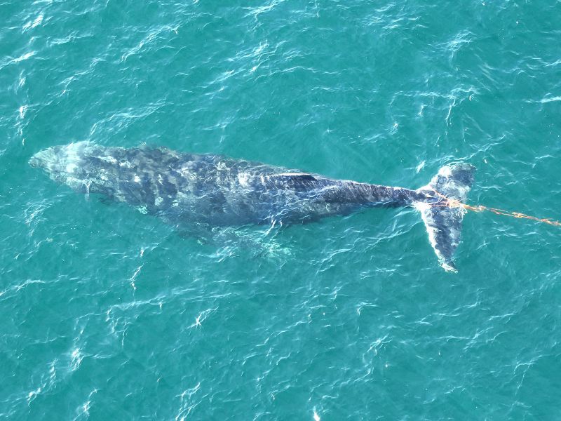 Whale tangled in fishing debris freed in Sydney Harbour