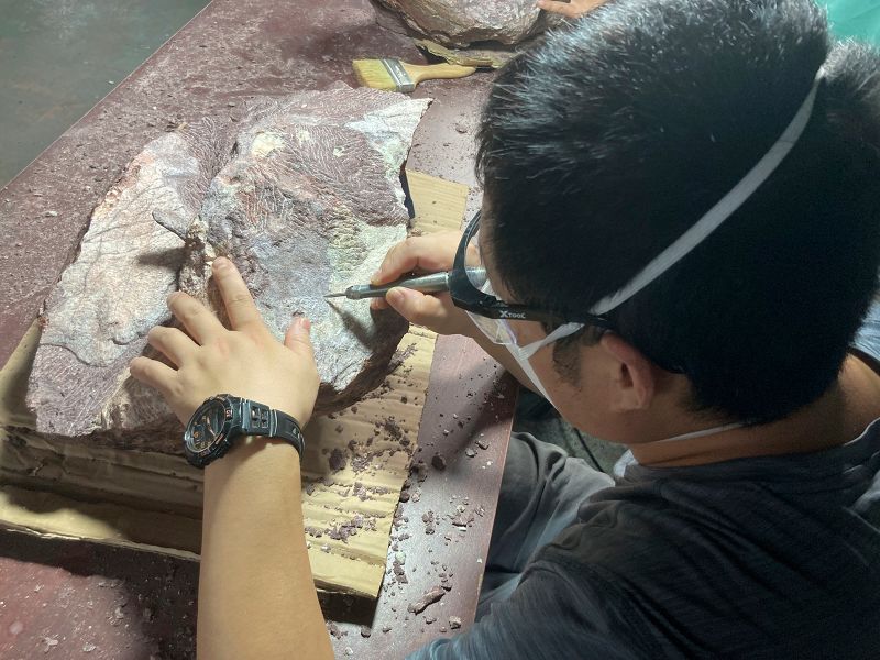 First-ever dinosaur fossils discovered in Hong Kong