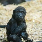 Gorilla at a Canadian zoo died after worker mistakenly activated wrong door