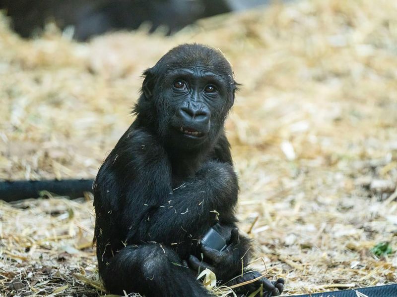 Gorilla at a Canadian zoo died after worker mistakenly activated wrong door