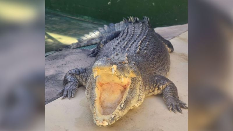 Burt, the huge Australian crocodile who had a cameo in ‘Crocodile Dundee,’ dies at 90