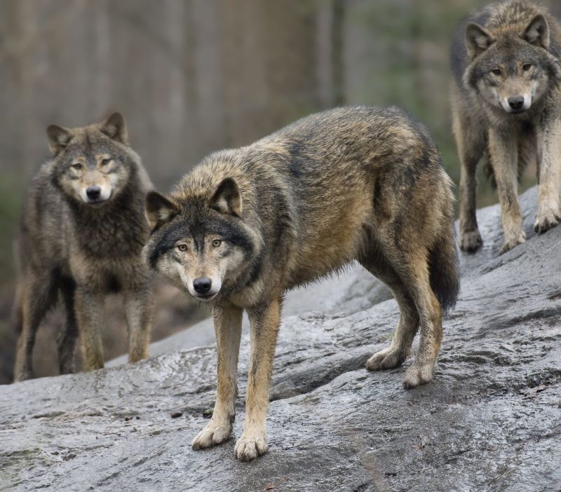 Sweden allows nearly 10% of wolf population to be killed. The government wants an even more drastic cull