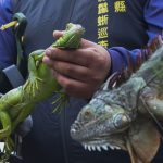 Taiwan plans to cull up to 120,000 green iguanas due to their negative impact on agriculture