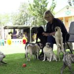 Pug life: A South African woman has rescued more than 2,500 of the lovable ‘clowns of the dog world’