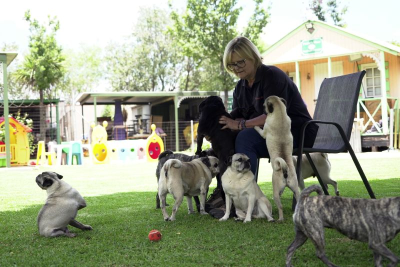 Pug life: A South African woman has rescued more than 2,500 of the lovable ‘clowns of the dog world’