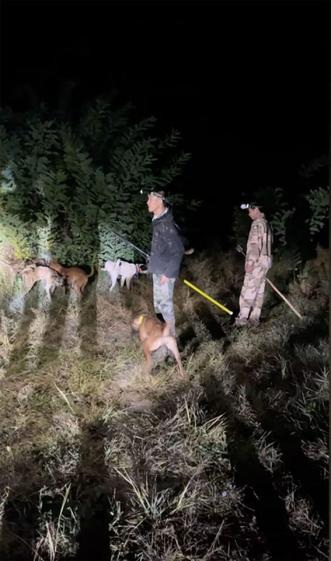 Bounty hunting wild boars in China: The once-protected species is now a growing public menace