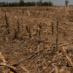 Climate change is disrupting food systems across Latin America, UN report says