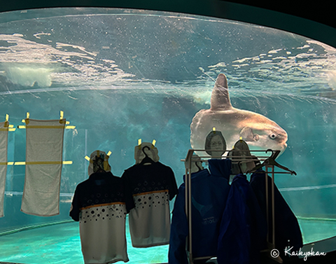 Japanese aquarium cheers up lonely sunfish with cardboard cutouts of people