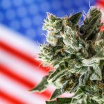 Analysts React: Trump Signs Executive Order to Reschedule Cannabis