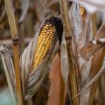 Is America on the cusp of a farm crisis?